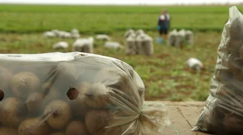 Beets In Sacks Video stock 22279095