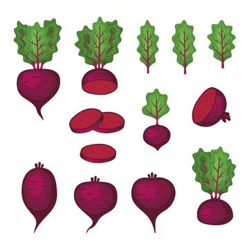 Beets Set on White Background. Flat Style Vector 스톡 일러스트