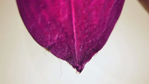 Beets on the table. Stock Footage 100937749