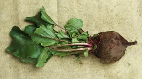 Beets with tops on sacking Stock Photos