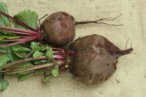 Beets with tops on sacking Stock Photos