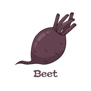Beets vector illustration on a white background. Illustration For Card, banner Stock Illustration