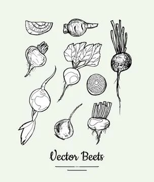 Beets vegetable isolated groceries vector set for poster, label template. Fresh Stock Illustration