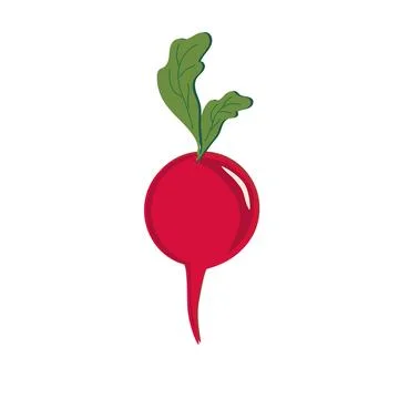 Beets on a white background. Illustration. Stock Illustration