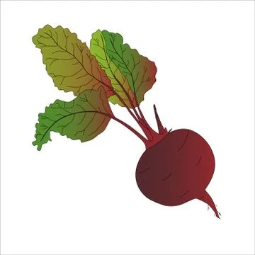 Beets on a white background. Vector image. Vegetable Stock Illustration