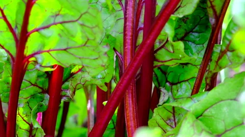 Beets zoom Stock Footage 246800611