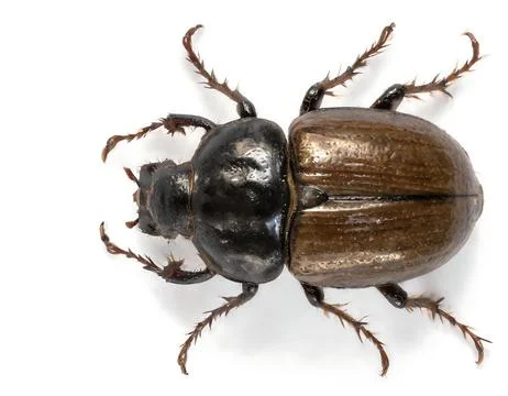 A beettle from above isolated on a white background Stock Photos