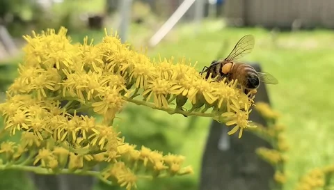 BeeWithPollenBasketsOnGoldenrod Stock Footage 340242347