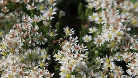 Beewolf or bee-killer wasp Philanthus triangulum on heath aster symphyotrichum Stock Footage 288888905