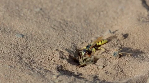 A Beewolf, Philanthus triangulum, digging out its burrow ready to bury a 動画素材 341659398