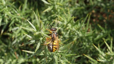 Beewolf Philanthus triangulum resting on gorse carrying honeybee Stock Footage 120359084