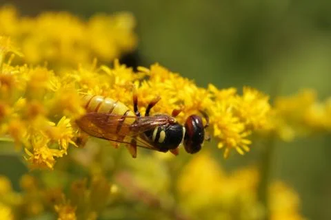 Beewolf Stock Photos