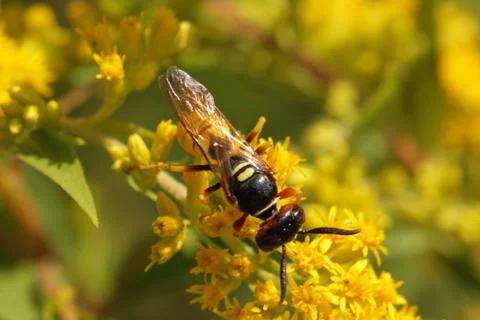 Beewolf Stock Photos