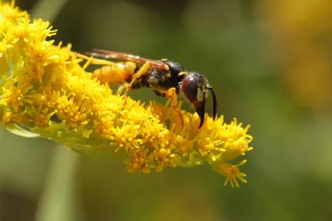 Beewolf Stock Photos
