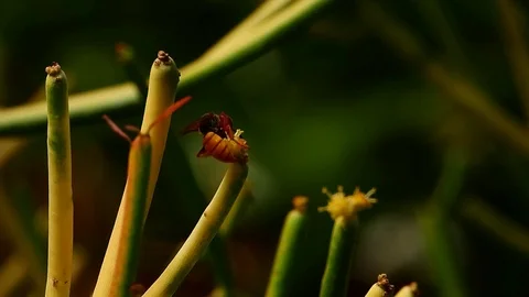 Beewolf Wasp Stock Footage 97410818