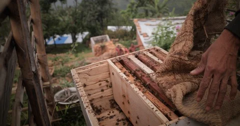 Beez11Bee-Keeper pulls out a frame of honey from the hive. Honeycomb frame. 4K Stock Footage 118422462