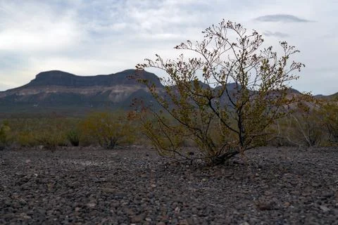Befecillous Mountains Shrub Stock Photos