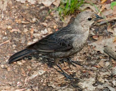 Beggar bird Stock-Fotos