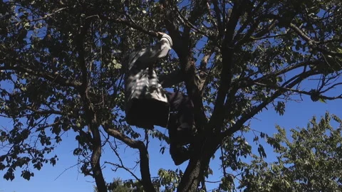 A beggar in dirty clothes descends from a tree. Stock Footage 210358435