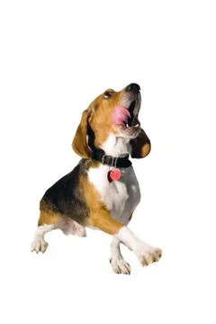 Begging Beagle Stock Photos