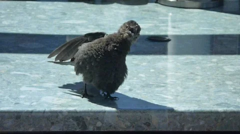 Begging Birds Stock Footage 781820