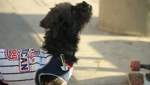 Begging Dog Stock Footage 11359819