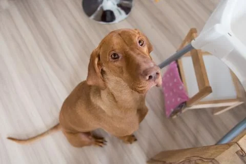 Begging dog in kitchen Stock Photos