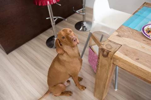 Begging dog in kitchen Stock Photos