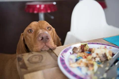 Begging dog in kitchen Stock Photos