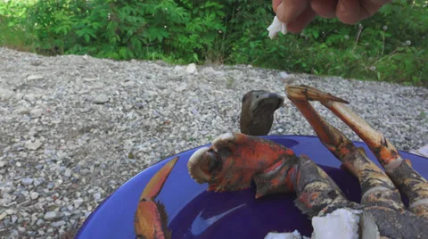 Begging Duck Gets Fed Dungeness Crab Stock Footage 39791930