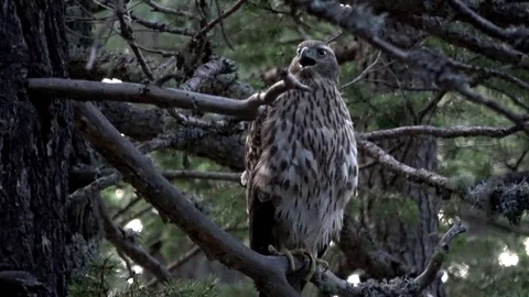Begging Hawk Stock Footage 97857240
