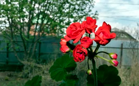 Begin to bloom buds of red geranium against the landscape outside the window Stock Photos
