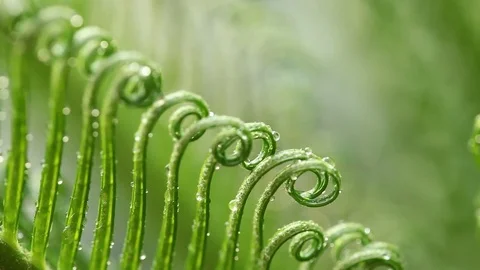 Begin of cycads leaves and wind Stock Footage 72764905
