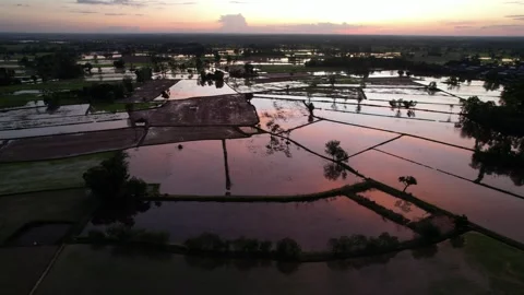 Begin rice filed Stock Footage 253430597