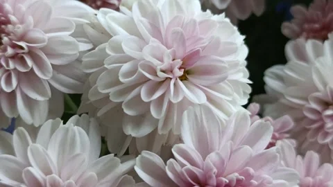 Begining of Spring with Flower Blossom 库存影片 276975934