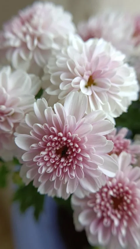 Begining of Spring with Flower Blossom 库存影片 276976257