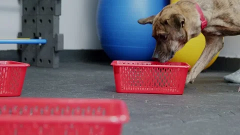 Beginner dog exercises at nosework class Stock Footage 244678881