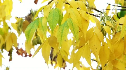 Beginning Of Autumn Stock Footage 52711447