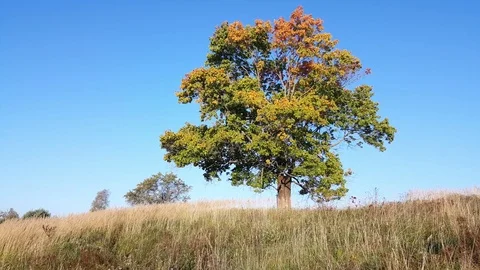 Beginning of autumn Видео 80726220