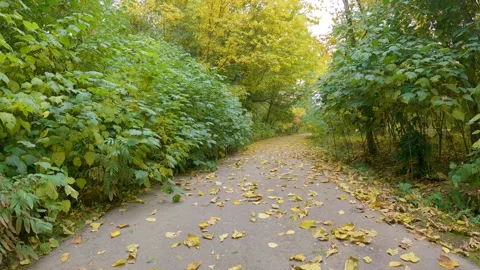 The beginning of autumn Stock Footage 206766874