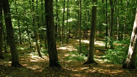 The beginning of autumn in the forest. Forest paths among the trees. 스톡 동영상 316239369