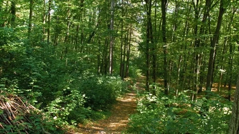 The beginning of autumn in the forest. Forest paths among the trees. Stock Footage 316239585