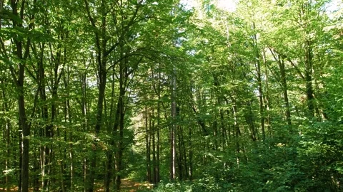 The beginning of autumn in the forest. Forest paths among the trees. Stock Footage 316239614