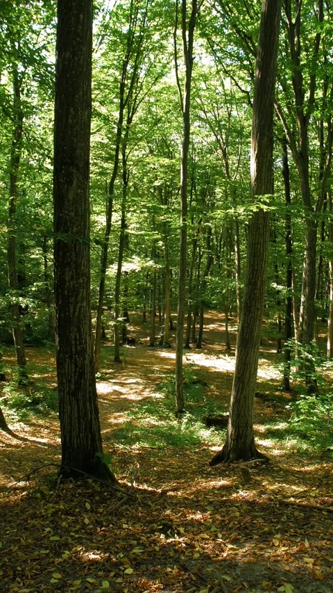 The beginning of autumn in the forest. Forest paths among the trees. Stock Footage 316240097