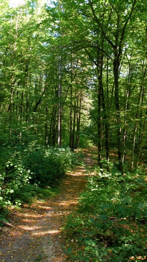 The beginning of autumn in the forest. Forest paths among the trees. Stock Footage 316240222