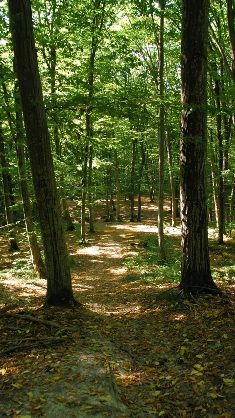 The beginning of autumn in the forest. Forest paths among the trees. Stock Footage 316240360