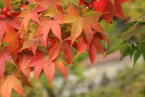 Beginning of Autumn Stock Photos