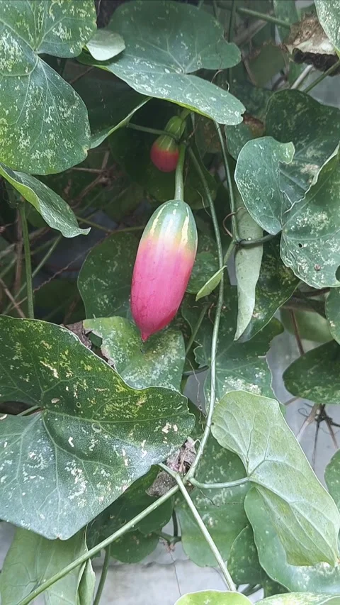 Beginning of Being Red, Vetical Stock Footage 297603391