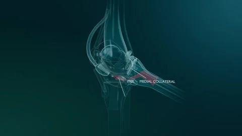 Beginning clinical animation showing translucent 3D knee model rotating, Stock Footage 344173743