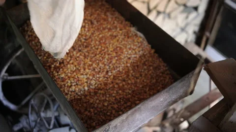 Beginning Corn Grinding Stock Footage 135744113